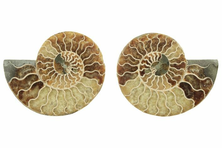 Cut & Polished, Agatized Ammonite Fossil - Madagascar #223196